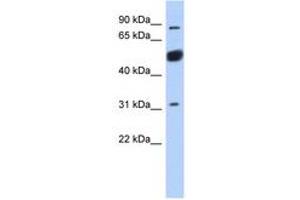 BEND2 antibody  (AA 611-660)