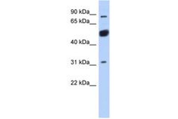 BEND2 antibody  (AA 611-660)