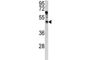 Western blot analysis of ANGPTL7 antibody and HeLa lysate. (ANGPTL7 antibody  (AA 74-104))