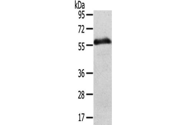 SLC43A2 antibody