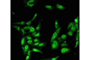 Immunofluorescent analysis of Hela cells using ABIN7155629 at dilution of 1:100 and Alexa Fluor 488-congugated AffiniPure Goat Anti-Rabbit IgG(H+L) (BBX antibody  (AA 62-292))