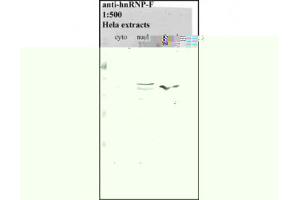 Image no. 1 for anti-Heterogeneous Nuclear Ribonucleoprotein F (HNRNPF) antibody (ABIN341040) (HNRNPF antibody)