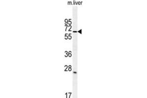 Western Blotting (WB) image for anti-Leucine Rich Repeat and Ig Domain Containing 1 (LINGO1) antibody (ABIN3002235) (LINGO1 antibody)