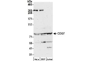 Western Blotting (WB) image for anti-Component of Oligomeric Golgi Complex 7 (COG7) (AA 720-770) antibody (ABIN7449702)