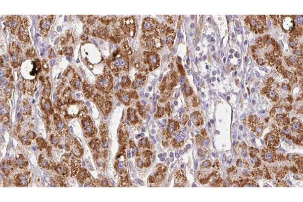 SLC26A5 antibody  (Internal Region)