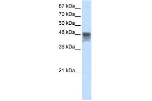 RBMS3 antibody used at 2.