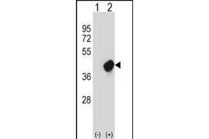 Western blot analysis of CRKL (arrow) using rabbit polyclonal CRKL Antibody (N-term) (ABIN657468 and ABIN2846496). (CrkL antibody  (N-Term))