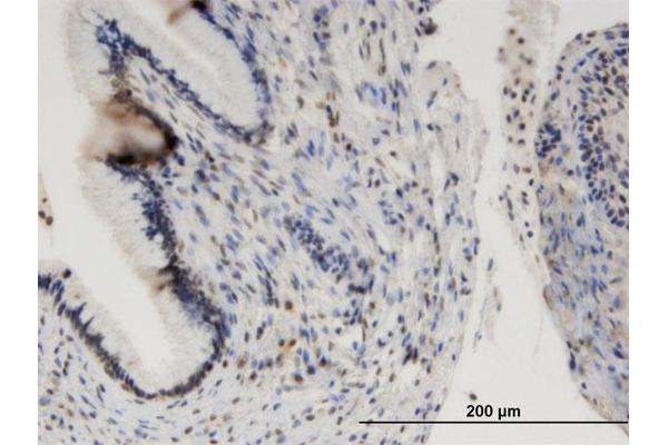 ORC1 antibody  (AA 1-110)