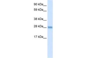 Western Blotting (WB) image for anti-BCL2-Like 1 (BCL2L1) antibody (ABIN2463654) (BCL2L1 antibody)