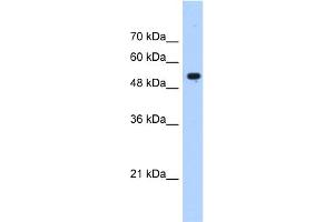 WB Suggested Anti-IFIT3 Antibody Titration:  0. (IFIT3 antibody  (N-Term))