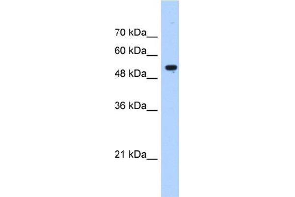 IFIT3 antibody  (N-Term)