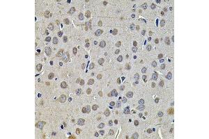 Immunohistochemistry of paraffin-embedded rat brain using DNAJA3 Antibody. (DNAJA3 antibody  (AA 221-480))