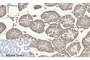 Immunohistochemical analysis of paraffin-embedded mouse testis tissue. (alpha Tubulin antibody  (AA 380-460))