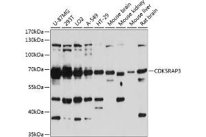 Western blot analysis of extracts of various cell lines, using CDK5R antibody  at 1:3000 dilution. (CDK5RAP3 antibody  (AA 1-300))