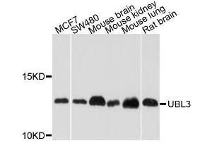 Western blot analysis of extracts of various cell lines, using UBL3 antibody.