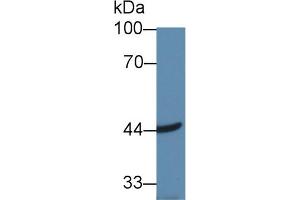 Western Blot; Sample: Human Hela cell lysate; Primary Ab: 1µg/ml Rabbit Anti-Mouse ACAA2 Antibody Second Ab: 0.