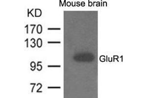 Western blot analysis of extracts from mouse brain and using GluR1. (Glutamate Receptor 1 antibody  (AA 831-835))