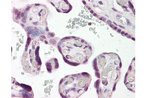 Anti-DLX3 antibody IHC of human placenta. (DLX3 antibody  (N-Term))