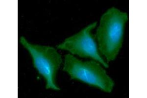 ICC/IF analysis of CKMT1A in HeLa cells line, stained with DAPI (Blue) for nucleus staining and monoclonal anti-human CKMT1A antibody (1:100) with goat anti-mouse IgG-Alexa fluor 488 conjugate (Green). (CKMT1A antibody)