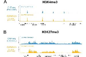 Cleavage Under Targets and Release Using Nuclease (CUT&RUN) image for CUTANA™ pAG-MNase for ChIC/CUT&RUN Assays (ABIN6950951)