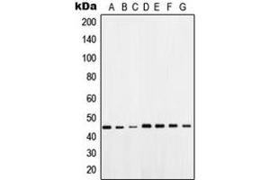 Western blot analysis of OCT4 expression in HeLa (A), A549 (B), WI38 (C), NIH3T3 (D), HEK293T (E), mouse brain (F), rat brain (G) whole cell lysates. (OCT4 antibody  (Center))