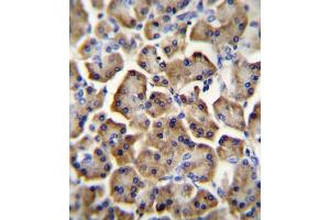 BTC Antibody immunohistochemistry analysis in formalin fixed and paraffin embedded human pancreas tissue followed by peroxidase conjugation of the secondary antibody and DAB staining. (Betacellulin antibody  (N-Term))