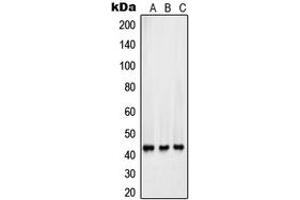 Western blot analysis of Surfactant Protein B expression in HepG2 (A), Y79 (B), A549 (C) whole cell lysates. (SFTPB antibody  (Center))