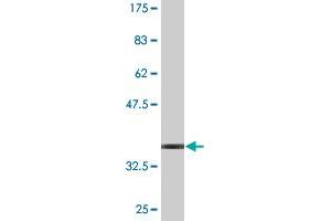 TSPAN1 antibody  (AA 110-211)