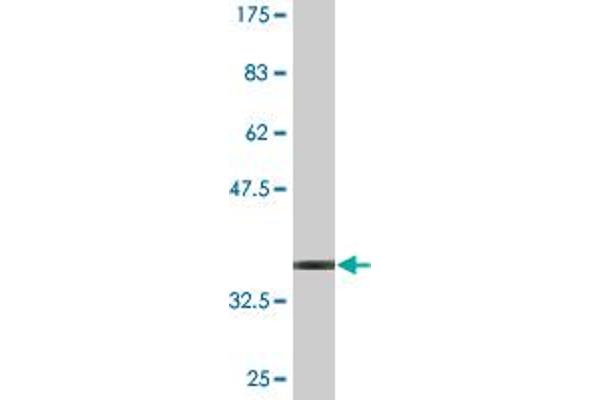 TSPAN1 antibody  (AA 110-211)