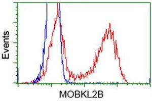 Flow Cytometry (FACS) image for anti-MOB Kinase Activator 3B (MOB3B) antibody (ABIN1499537) (MOBKL2B antibody)