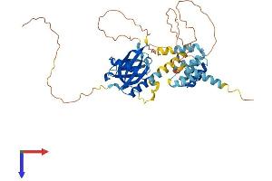 CCM2 Protein (AA 1-444) (His tag)