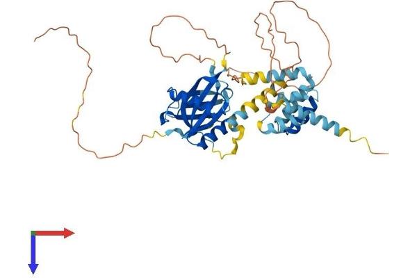 CCM2 Protein (AA 1-444) (His tag)