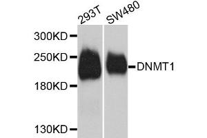 Western blot analysis of extracts of various cell lines, using Dnmt1 antibody (ABIN1876683) at 1:1000 dilution. (DNMT1 antibody)