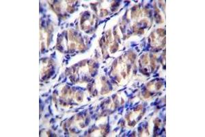 Immunohistochemistry analysis in formalin fixed and paraffin embedded human stomach tissue reacted with ODF2L Antibody (C-term) followed by peroxidase conjugation of the secondary antibody and DAB staining. (ODF2L antibody  (C-Term))