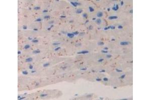 IHC-P analysis of Mouse Tissue, with DAB staining. (CACNA1H antibody  (AA 2160-2359))