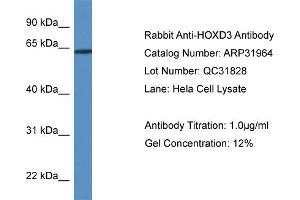 WB Suggested Anti-HOXD3 Antibody Titration:  0. (HOXD3 antibody  (Middle Region))