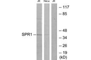 Western Blotting (WB) image for anti-G Protein-Coupled Receptor 68 (GPR68) (AA 281-330) antibody (ABIN2889616) (GPR68 antibody  (AA 281-330))