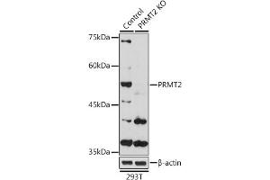 Western blot analysis of extracts from normal (control) and PRMT2 Rabbit pAb knockout (KO) 293T cells, using PRMT2 Rabbit pAb antibody (ABIN6127447, ABIN6146227, ABIN6146228 and ABIN6221530) at 1:1000 dilution. (PRMT2 antibody  (AA 1-300))
