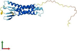 AlphaFold protein structure predicition of Human Recombinant CLDN3 Protein, UniprotID O15551 (Claudin 3 Protein (CLDN3) (AA 1-220) (His tag))