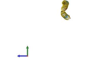AlphaFold protein structure predicition of Human Recombinant FAM25G Protein, UniprotID B3EWG6 (FAM25G Protein (AA 1-89) (Fc Tag))