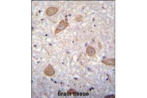CNIH2 Antibody immunohistochemistry analysis in formalin fixed and paraffin embedded human brain tissue followed by peroxidase conjugation of the secondary antibody and DAB staining. (CNIH2 antibody  (N-Term))