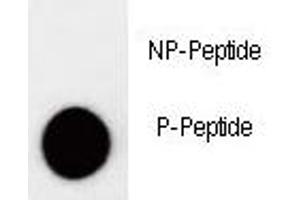 Dot Blot (DB) image for anti-Cyclin-Dependent Kinase Inhibitor 1B (p27, Kip1) (CDKN1B) (pThr157) antibody (ABIN3030631)