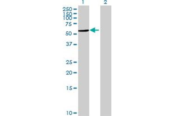 LPCAT4 antibody  (AA 1-524)