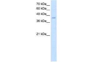 WB Suggested Anti-FADS1 Antibody Titration:  2. (FADS1 antibody  (C-Term))
