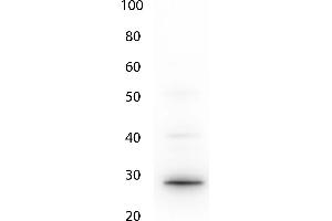 Western Blot of Anti-GFP (CHICKEN) antibody. (GFP antibody  (AA 1-246))