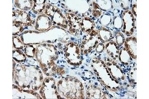 Immunohistochemical staining of paraffin-embedded Kidney tissue using anti-ANXA10mouse monoclonal antibody. (Annexin a10 antibody)