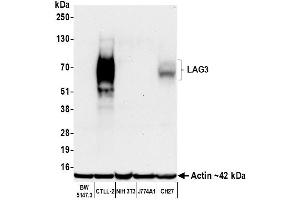 Western Blotting (WB) image for anti-Lymphocyte-Activation Gene 3 (LAG3) (AA 250-300) antibody (ABIN7795656)