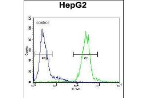 Flow cytometric analysis of HepG2 cells (right histogram) compared to a negative control cell (left histogram). (Cathepsin H antibody  (N-Term))