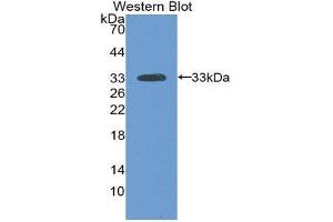 Western Blotting (WB) image for anti-Laminin, alpha 3 (LAMA3) (AA 47-296) antibody (ABIN1859597) (LAMA3 antibody  (AA 47-296))