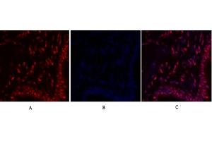 Immunofluorescence analysis of human lung tissue. (c-MYC antibody  (AA 360-440))